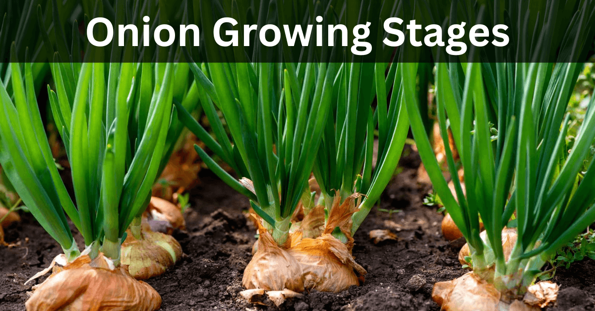 Onion Growing Stages