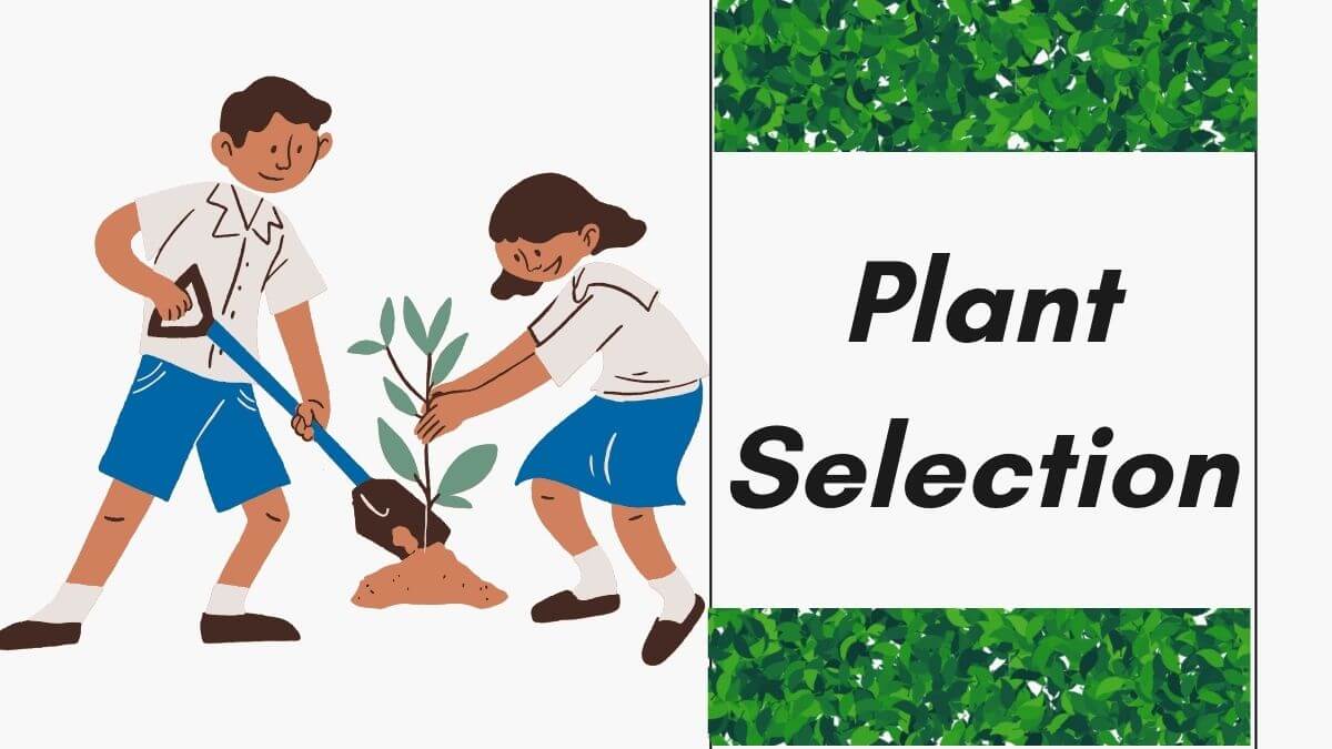 Plant-Selection