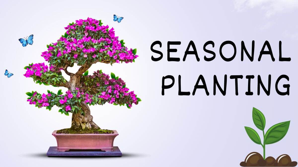 Seasonal-Planting