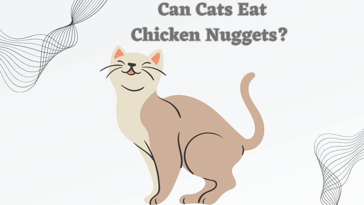 Can-Cats-Eat-Chicken-Nuggets