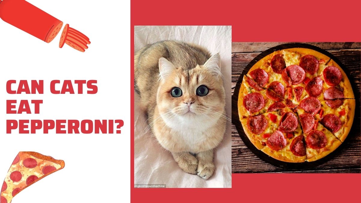 Can Cats Eat Pepperoni Understanding the Risks and Benefits