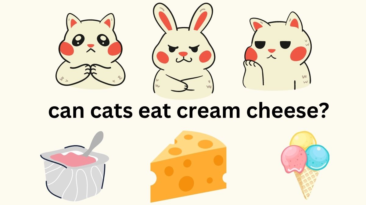 Is cream cheese safe for cats to eat