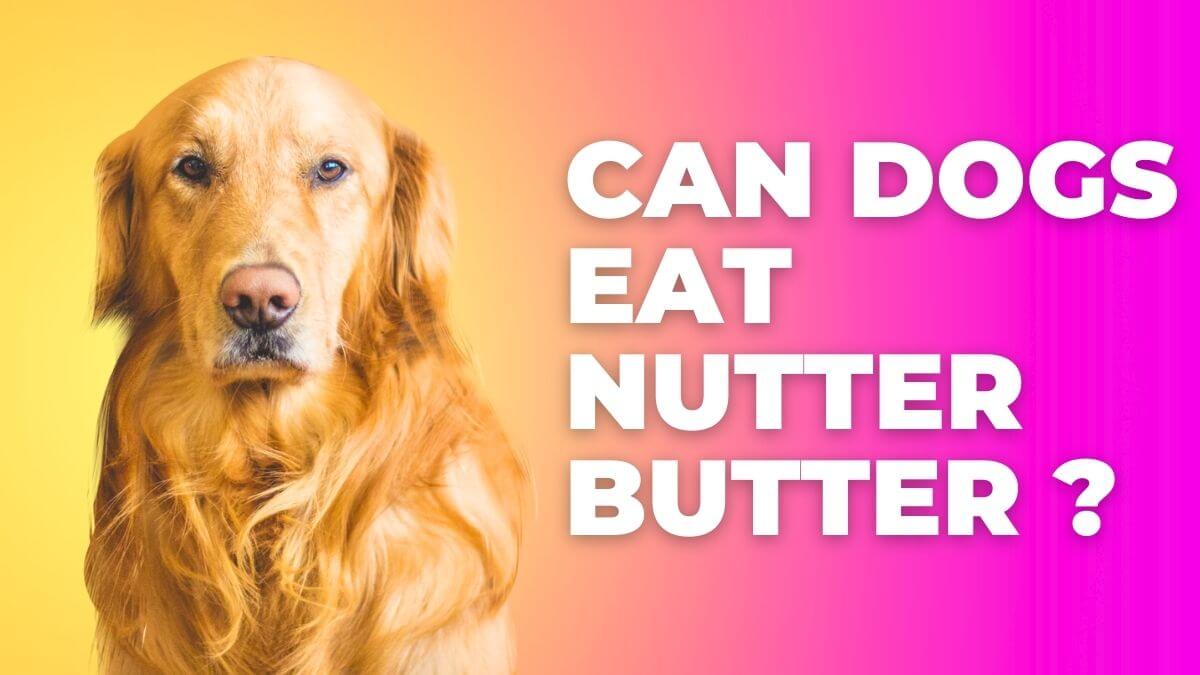 can-dogs-eat-nutter-butter