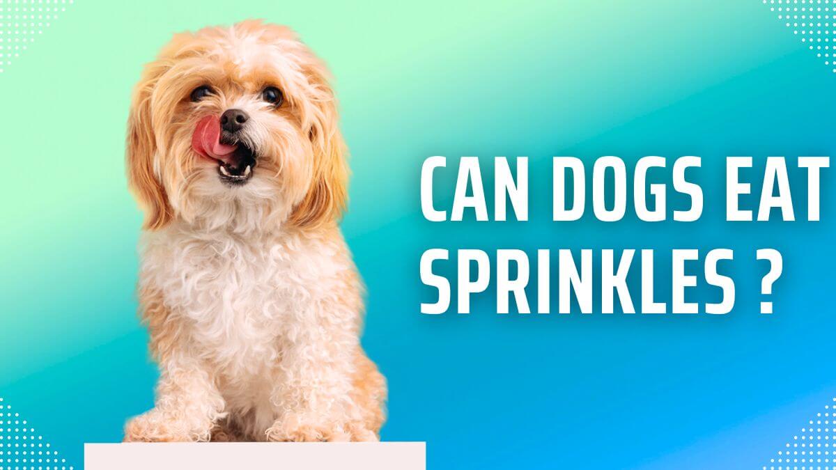 can-dogs-eat-sprinkles